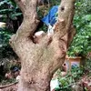 ho.tp.chi.bonsai