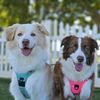 bodhiandlily