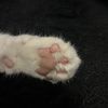 oreocatwhippedcream