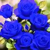 user68810887740071