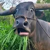 thichlolmup