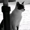 diego_a047