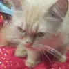 cutecat1974