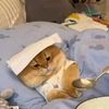 tom.andjerry121