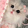 see1ll5