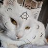 theriangirl_cat