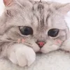 thichansicula_20