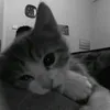 thuiyeooi
