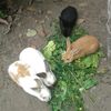 SUNQUCHAYPI_APAYKI