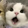 glxsyy_mina0