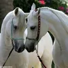 cbhgu