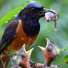 review.birds.in.n