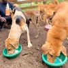 jonah.animalrescue