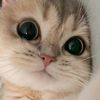 mai.ibrahim072