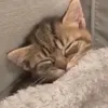 nguoiquaduong018