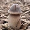 mushroom.head42