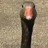 lil_lonky