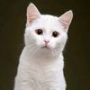 pets.emotional.stories