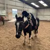 horsey_girl908