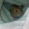 hampsterlover_2