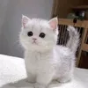 jay_rawr_e
