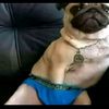 jay_19287
