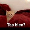 pava.suarez