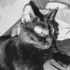 blackcatdad9