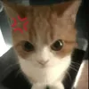 draculaisa_