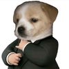 perrito_refinado240