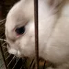 girl_bacon6