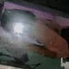 thaylla.yvla