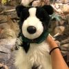 hopespups