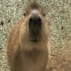 capybara1_72
