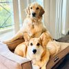barkley_and_biscuit
