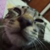 miau.miau326