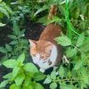 meowandbloom1