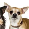 chihuahuas_169