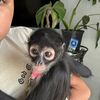 Ivan & chiquis