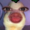 chicken.semekdon