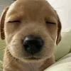 soicaijmalamthe