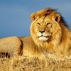 tigre.tigre046