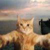daily.meow1