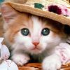 lovepets_002