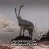 younis.alsaedeen
