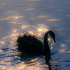 midnitez__