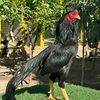 aliwalyaseel1