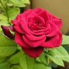maria.khatun5526