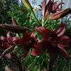 liliyawhitet