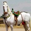 shan.khan5708